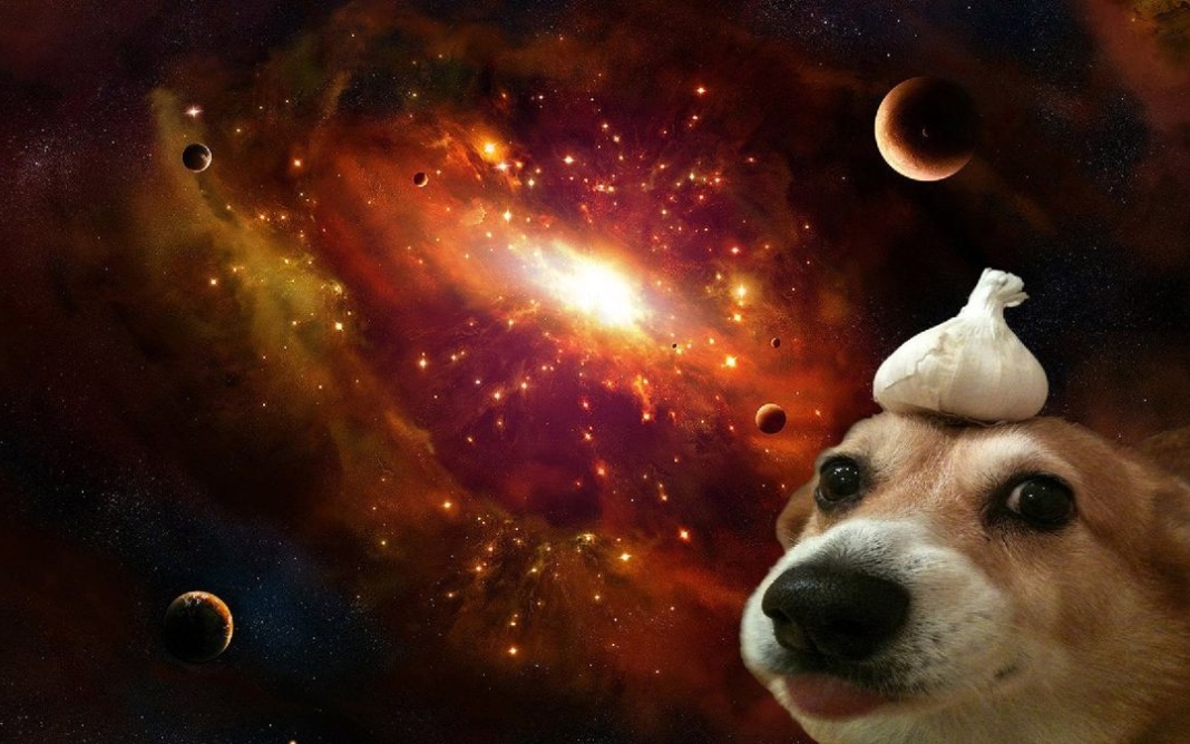 Ch&oacute; đội củ tỏi v&ocirc; tri