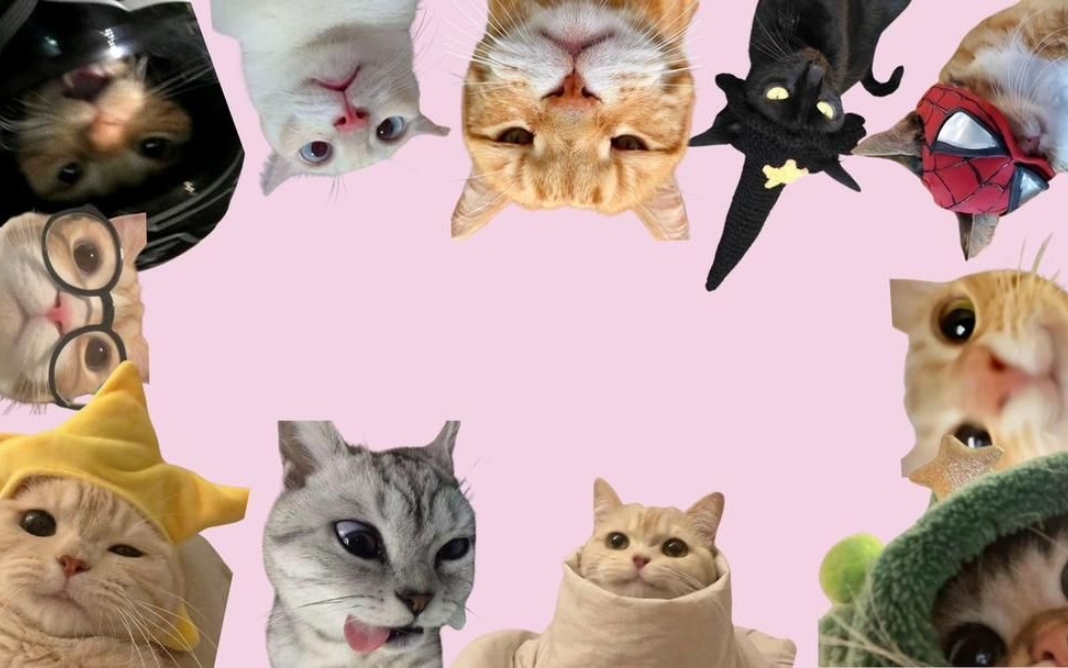 Bầy m&egrave;o con dễ thương