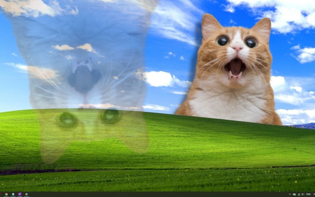 M&egrave;o bay mất hồn