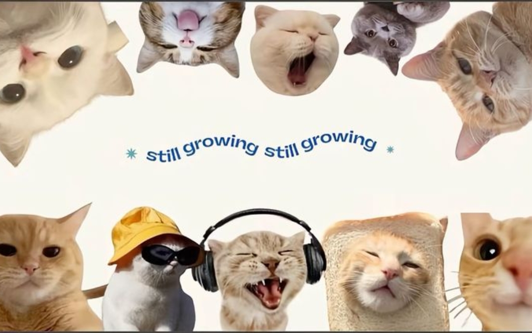 H&igrave;nh nền đ&aacute;m m&egrave;o v&ocirc; tri