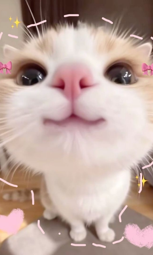 B&eacute; m&egrave;o cye v&ocirc; tri - Ảnh nền điện thoại trendy