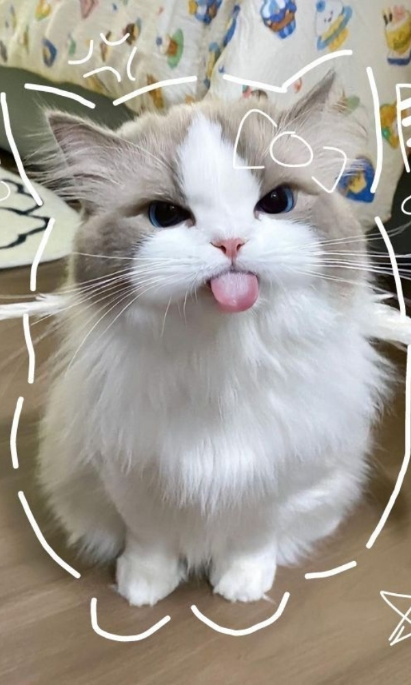 Nhỏ m&egrave;o l&ocirc;ng trắng le lưỡi - Ảnh nền điện thoại dễ thương