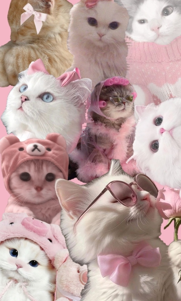 M&egrave;o v&agrave; vũ trụ m&agrave; hồng