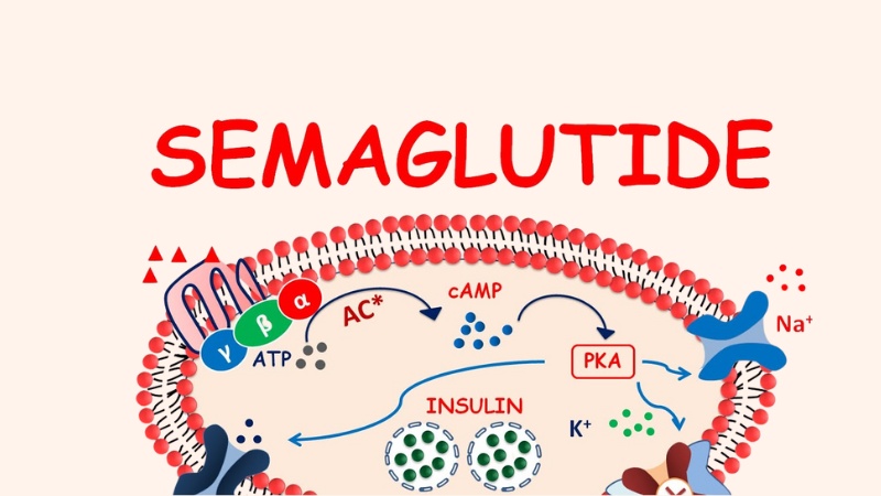 Ozempic giúp kích thích bài tiết insulin và giảm tiết glucagon khi lượng đường trong máu cao Semaglutide giúp kích thích bài tiết insulin khi lượng đường trong máu cao