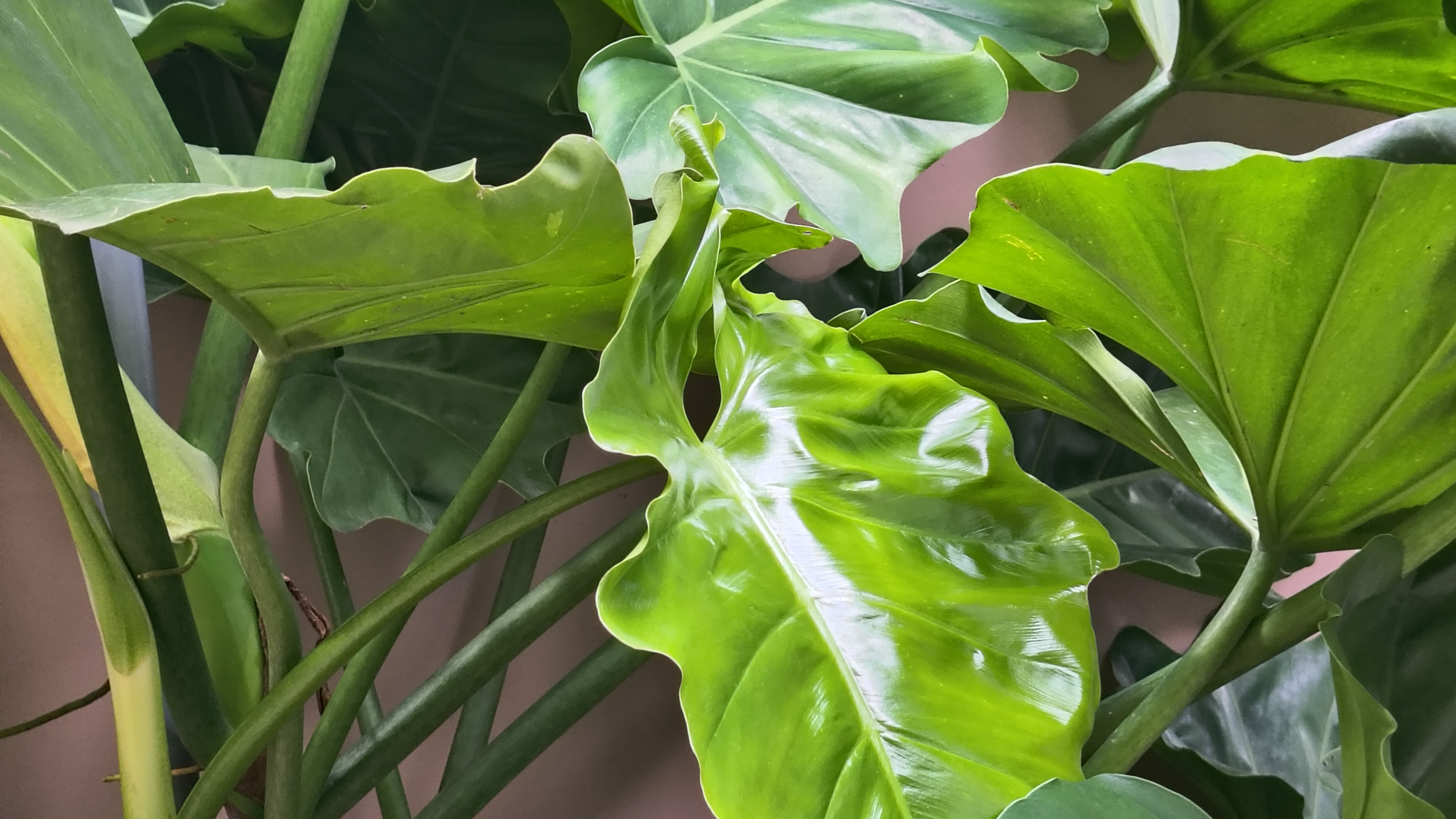 Đánh Giá Motorola Razr 60 5G: Có Mới Mẻ, Nhưng Vẫn Thiếu Chút Xíu Để Hoàn Hảo