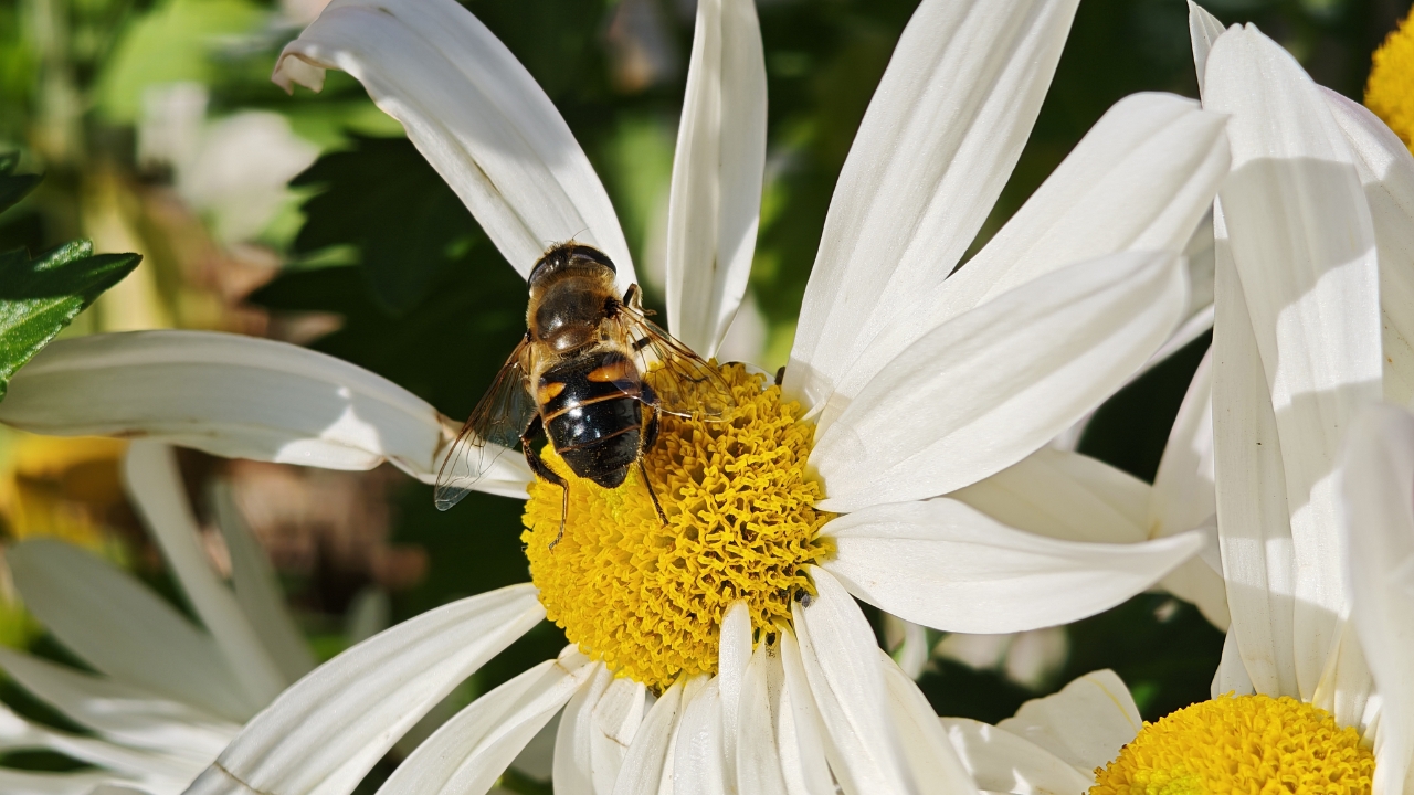 Trên Tay Poco F8 Ultra: Flagship Giá Rẻ Với Snapdragon 8 Elite Gen 5, Camera Leica 50 Mp Và Pin 6.500 Mah Trên Tay Poco F8 Ultra: Flagship Giá Rẻ Với Snapdragon 8 Elite Gen 5, Camera Leica 50 Mp Và Pin 6.500 Mah