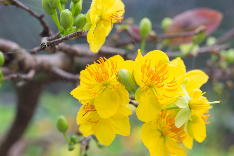 Ý nghĩa quan trọng của hoa mai trong ngày Tết Ý nghĩa quan trọng của hoa mai trong ngày Tết