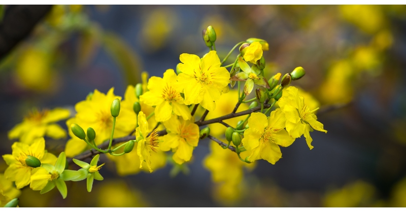 Hoa mai vàng luôn là dấu hiệu đầu tiên của mùa xuân, mang theo niềm vui Hoa mai vàng luôn là dấu hiệu đầu tiên của mùa xuân, mang theo niềm vui