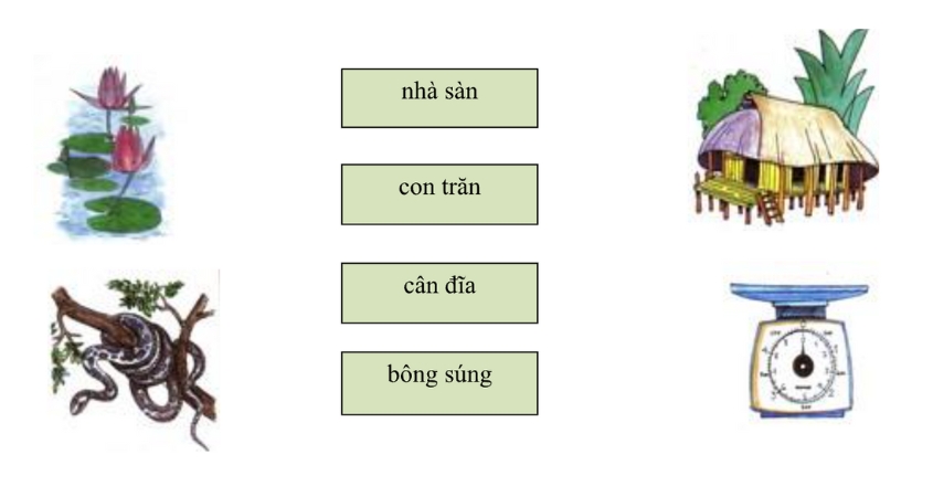 Câu 1: Nối hình với từ cho phù hợp