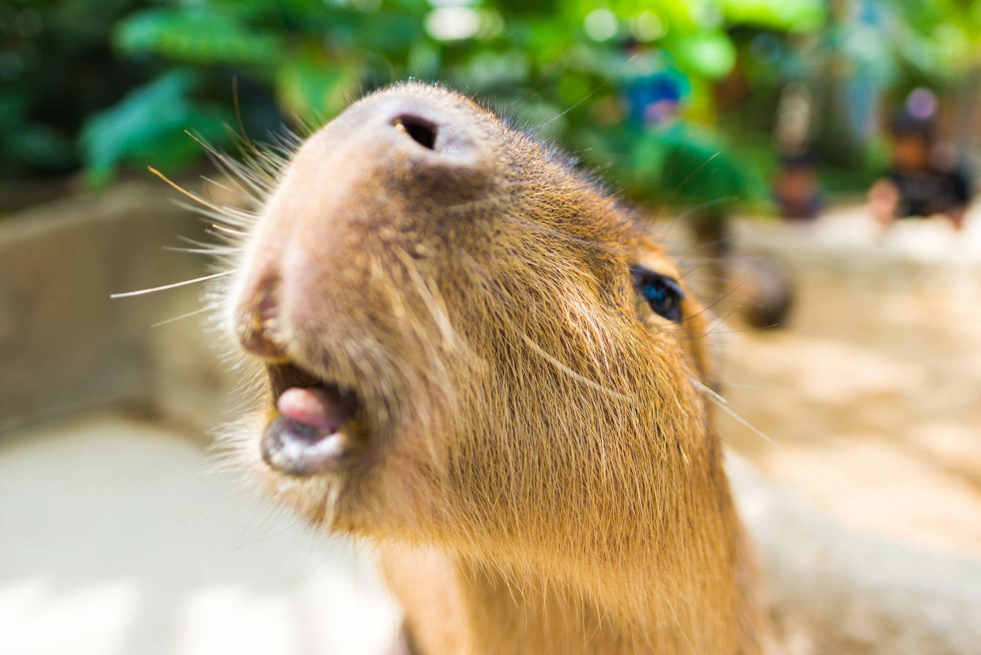 Giao diện máy tính trở nên vui nhộn với Capybara