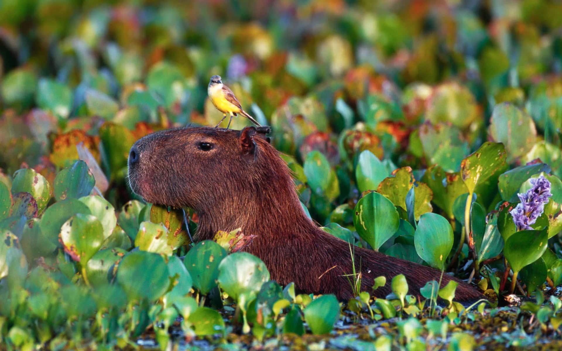 Giao diện máy tính trở nên vui nhộn với Capybara