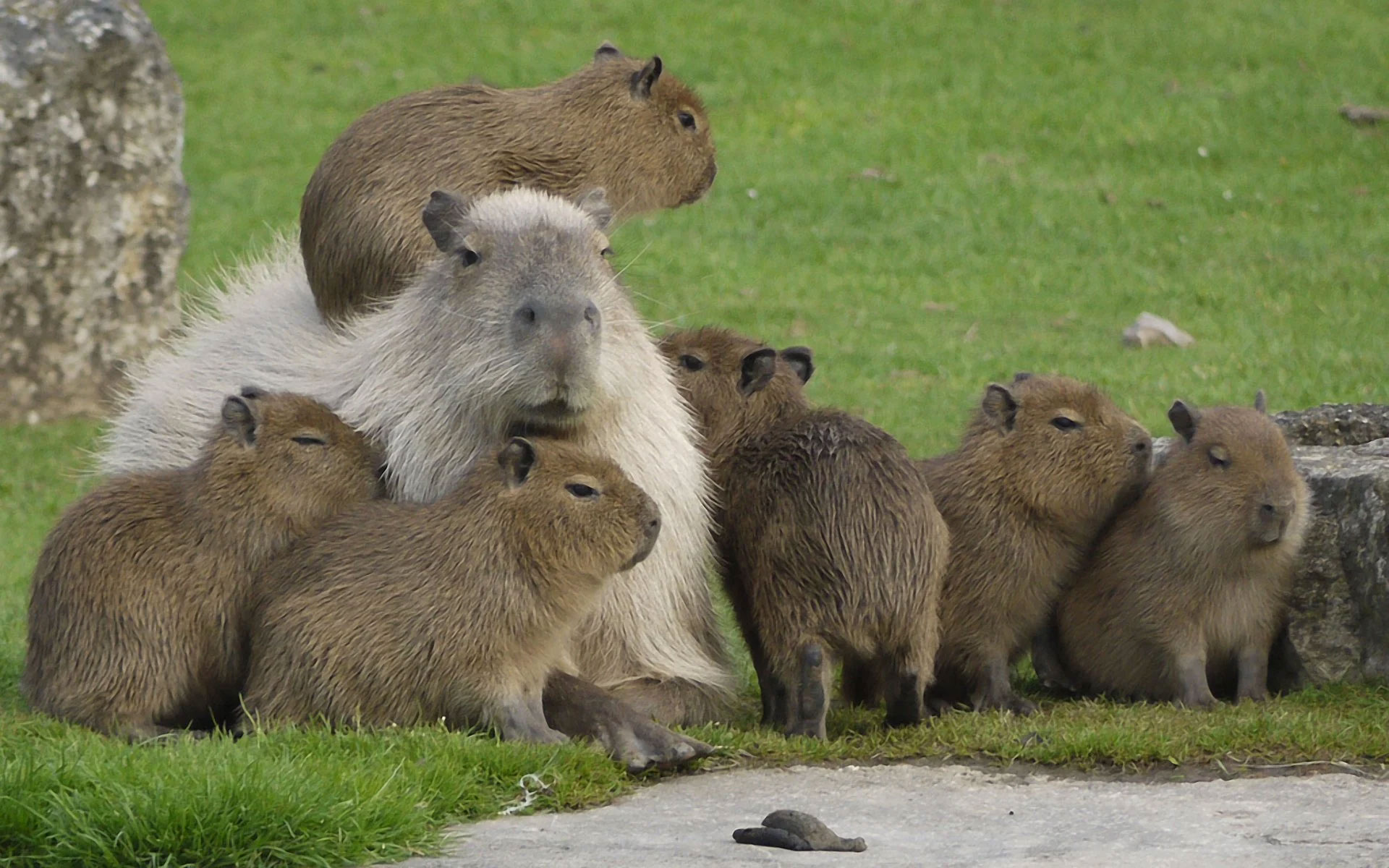 Giao diện máy tính trở nên vui nhộn với Capybara