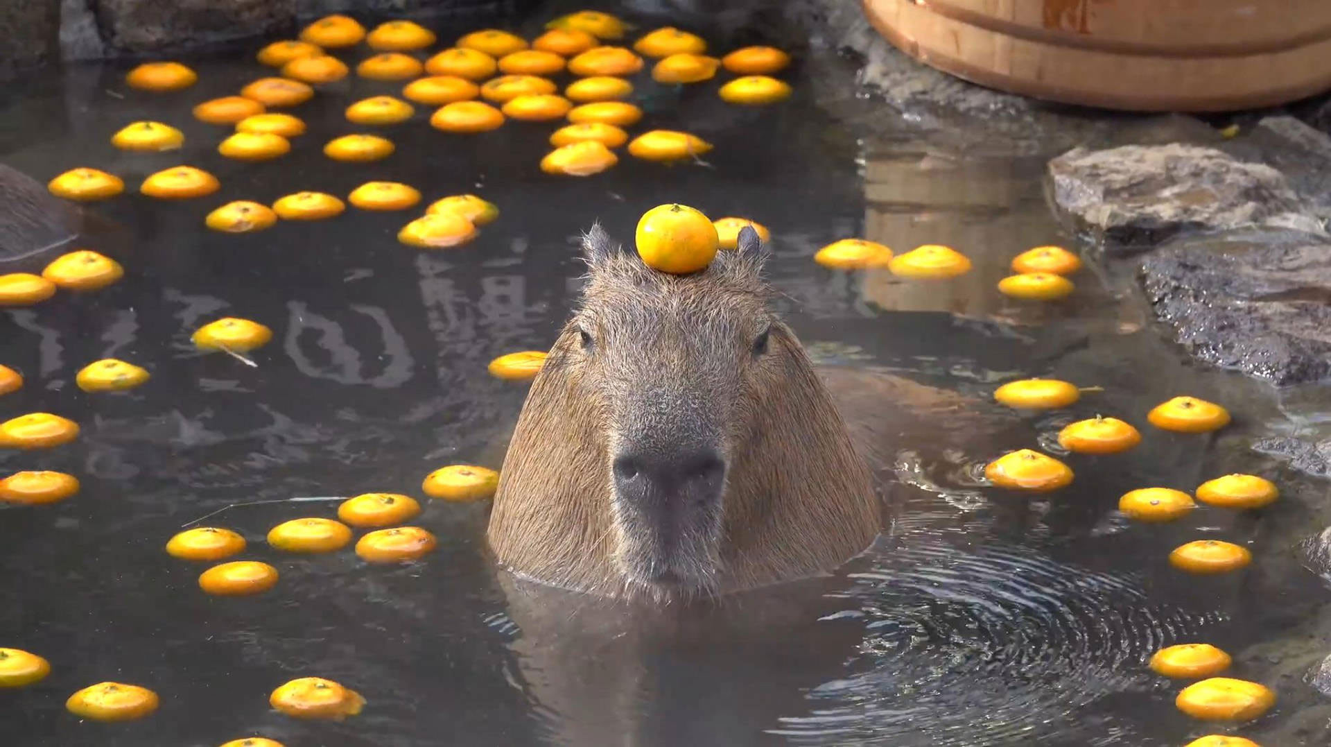 Giao diện máy tính trở nên vui nhộn với Capybara