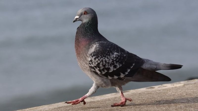 Thịt chim bồ câu có tính bình, vị ngọt giúp bồi bổ sức khoẻ Thịt chim bồ câu có tính bình, vị ngọt giúp bồi bổ sức khoẻ