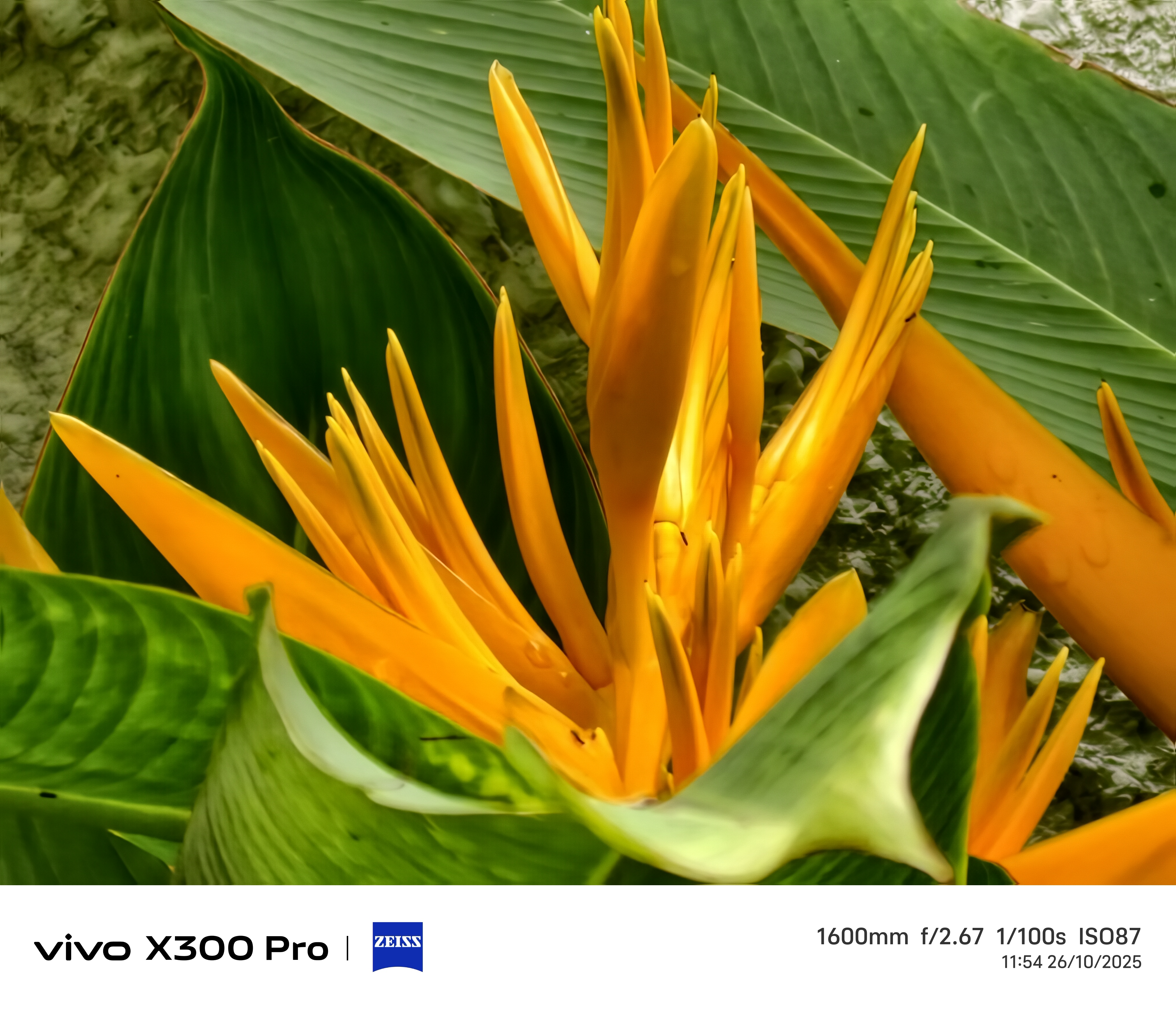 Cùng Mình Đánh Giá Vivo X300 Pro Qua Bài Viết Dưới Đây Nhé!