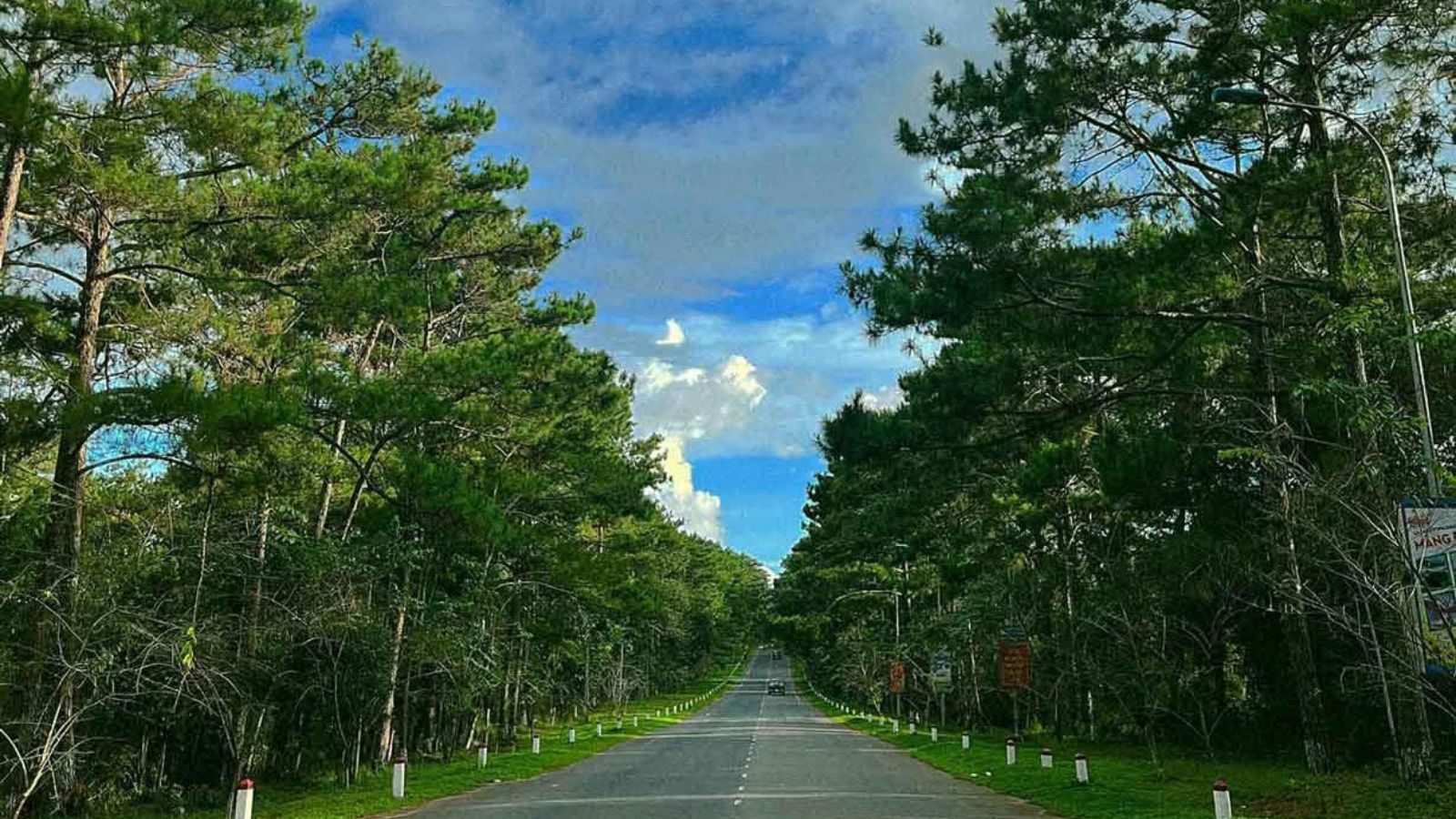 Rừng th&ocirc;ng xanh mướt ở Măng Đen