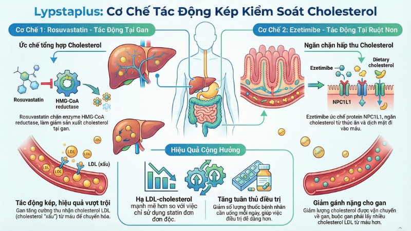 Lypstaplus tác động vào cả quá trình tổng hợp và hấp thu cholesterol Lypstaplus tác động vào cả quá trình tổng hợp và hấp thu cholesterol