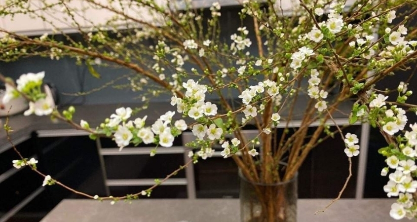 Hoa tuyết mai tượng trưng cho sự tinh khiết, thanh cao