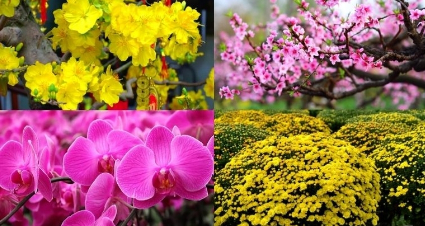 Chọn hoa theo mệnh