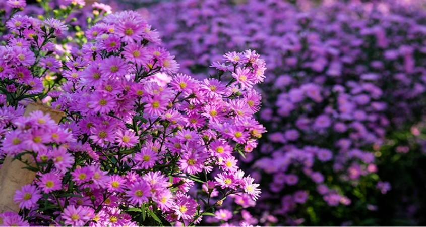 Hoa thạch thảo tượng trưng cho sự kiên nhẫn, sáng suốt