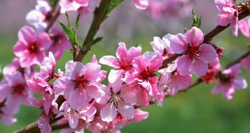 Hoa đào thể hiện sự bình an, sinh sôi nảy nở