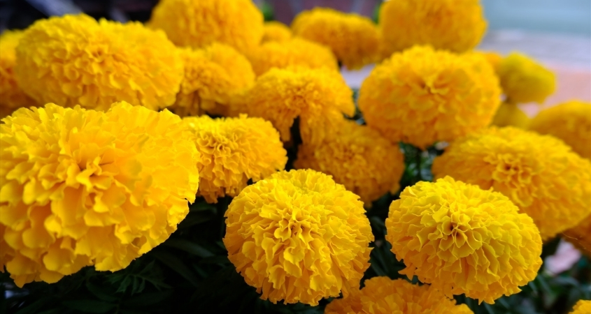 Hoa cúc vạn thọ thể hiện sự vĩnh cửu