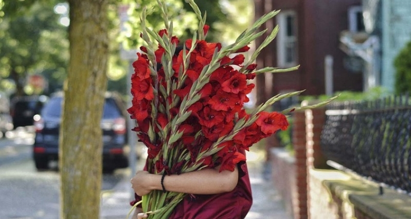 Hoa lay ơn tườn trưng cho sự thăng tiến