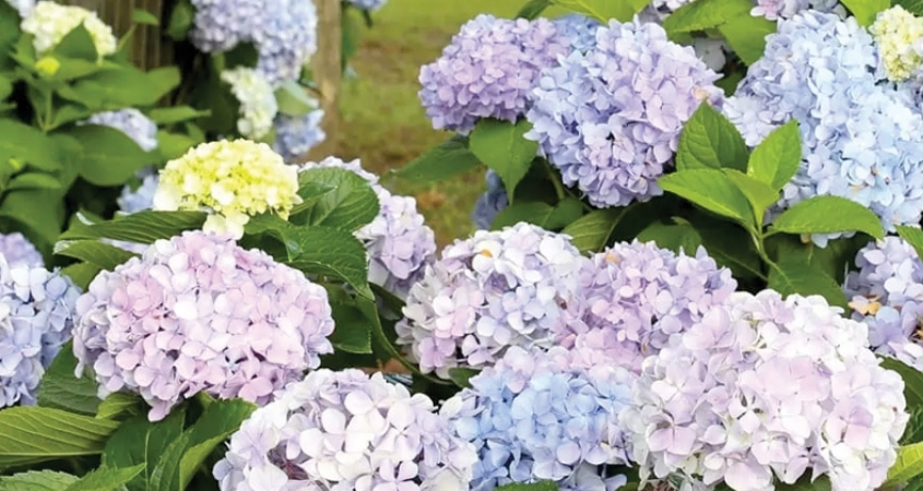 Hoa cẩm tú cầu tượng trưng cho sự thuận buồm xuôi gió