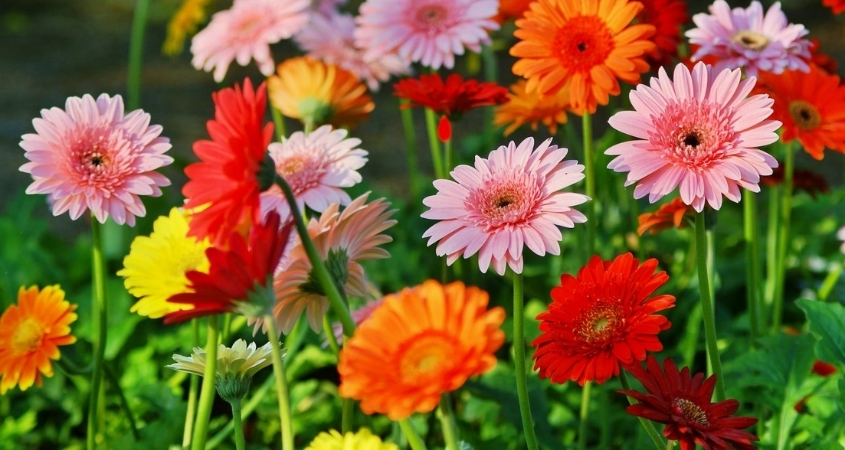 Hoa đồng tiền mang đến sự sung túc, tài lộc