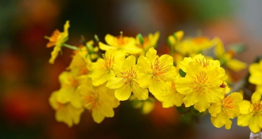 Hoa mai là đặc trưng của Tết miền Nam