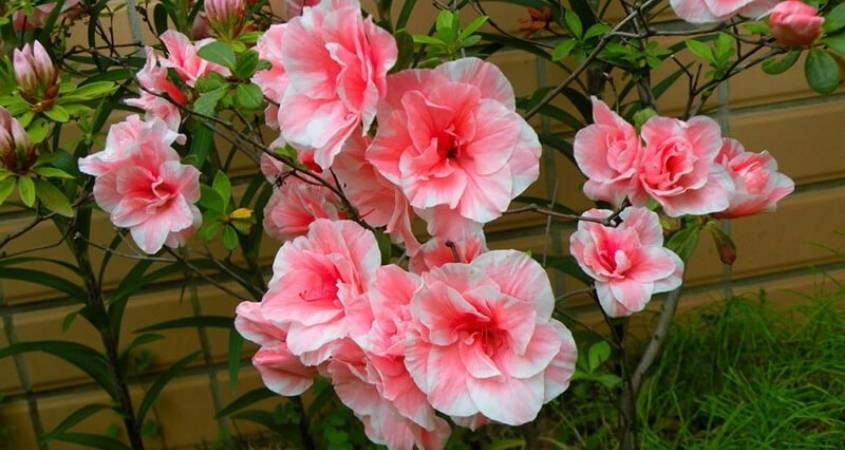 Hoa đỗ quyên tượng trưng cho may mắn và hạnh phúc