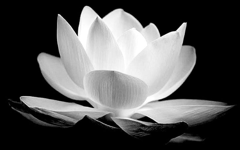 Hình nền 4K giúp không gian làm việc trên máy tính trở nên chuyên nghiệp