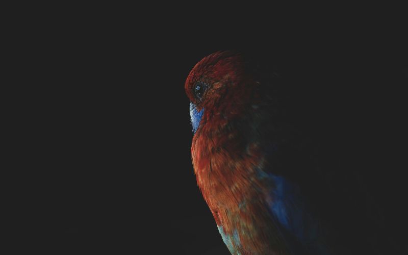 Hình nền 4K giúp không gian làm việc trên máy tính trở nên chuyên nghiệp