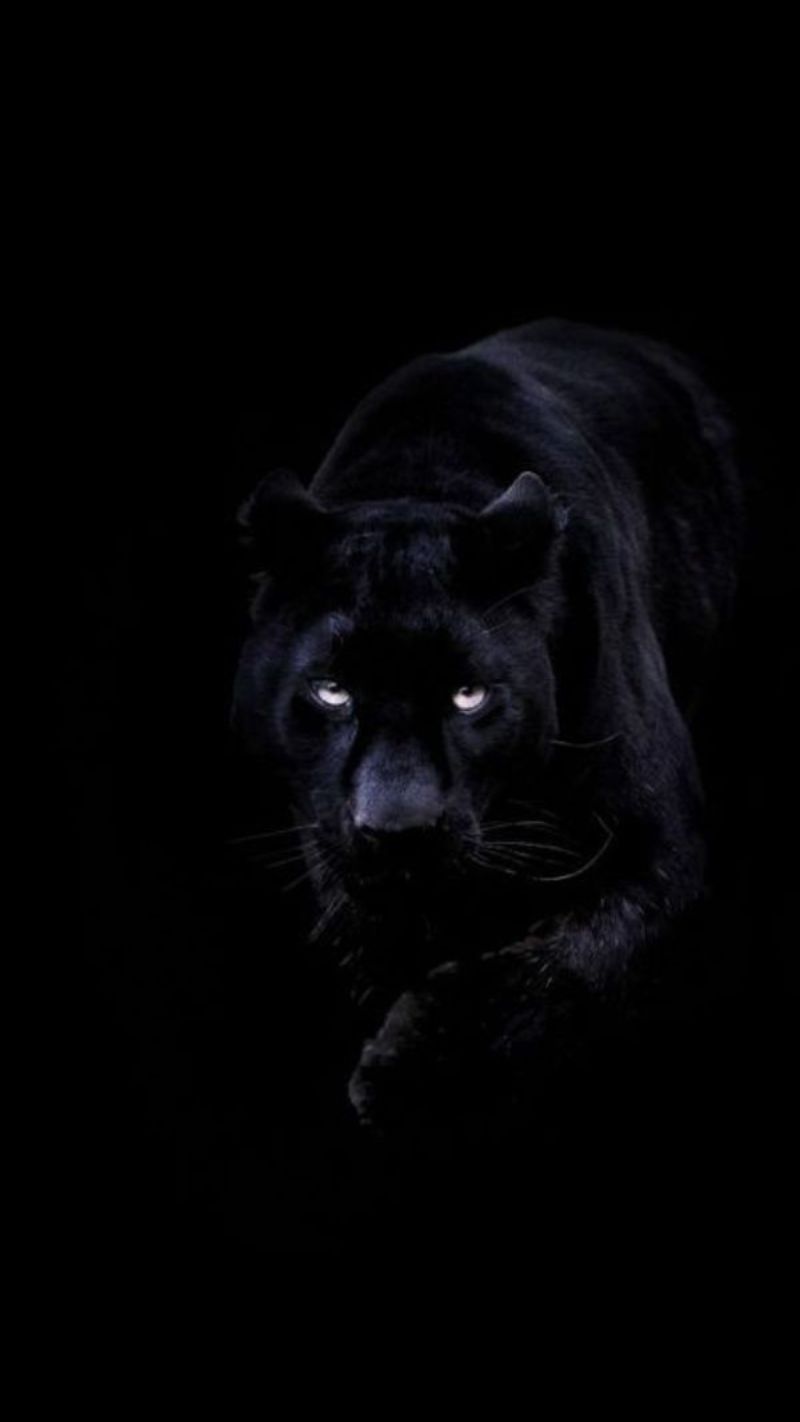 Kích thước chuẩn giúp hình nền hiển thị đẹp nhất trên màn hình dế yêu