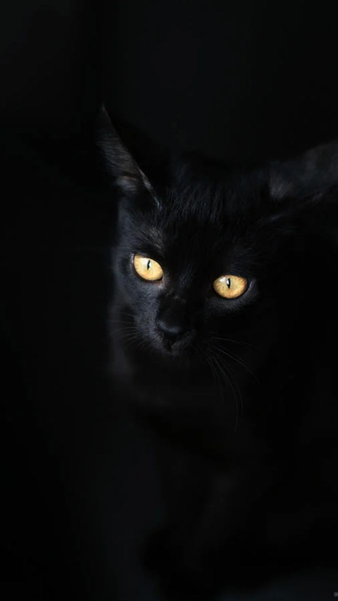 Hoa cỏ, động vật nổi bật rực rỡ trên phông nền tối, ảnh chân dung nghệ thuật độc đáo