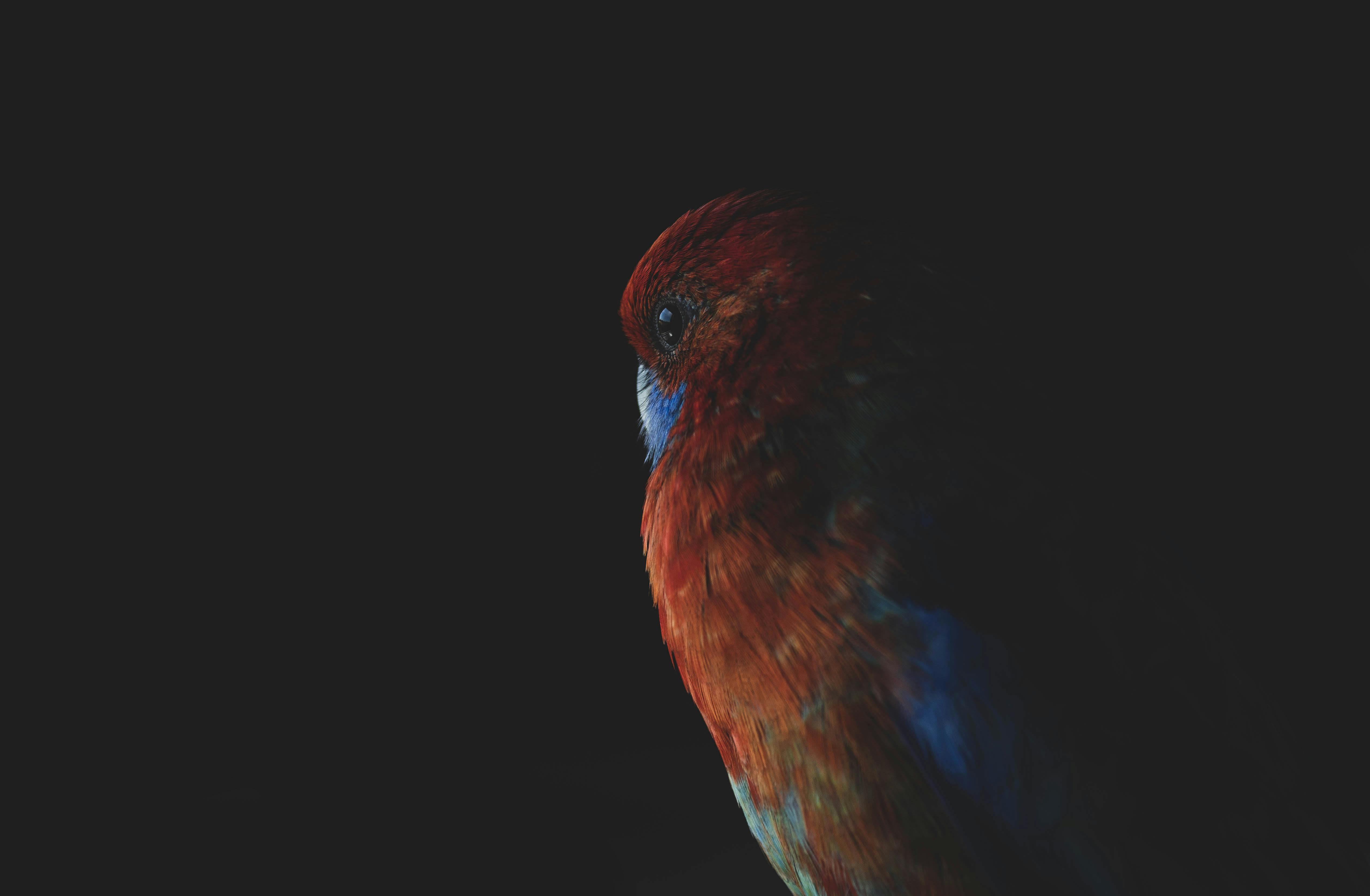 Hoa cỏ, động vật nổi bật rực rỡ trên phông nền tối, ảnh chân dung nghệ thuật độc đáo