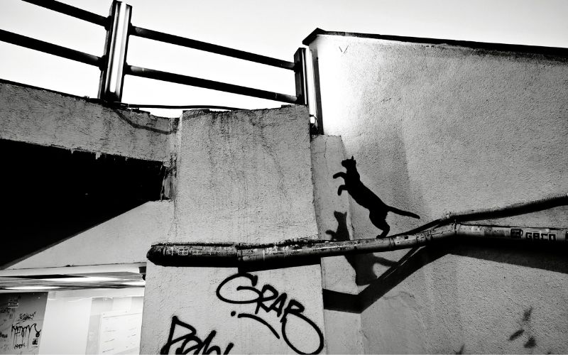 Hoa cỏ, động vật nổi bật rực rỡ trên phông nền tối, ảnh chân dung nghệ thuật độc đáo