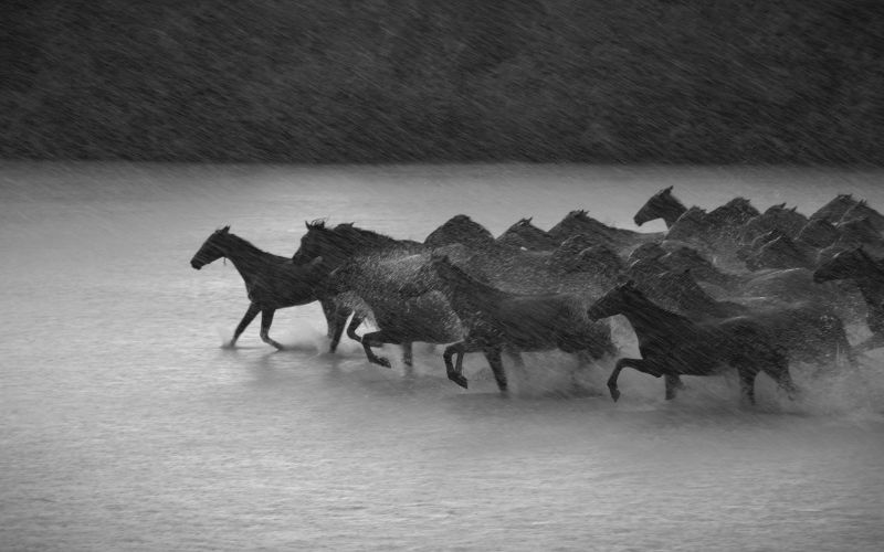 Hoa cỏ, động vật nổi bật rực rỡ trên phông nền tối, ảnh chân dung nghệ thuật độc đáo