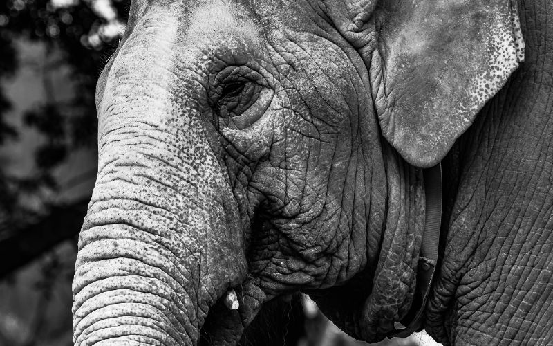 Hoa cỏ, động vật nổi bật rực rỡ trên phông nền tối, ảnh chân dung nghệ thuật độc đáo