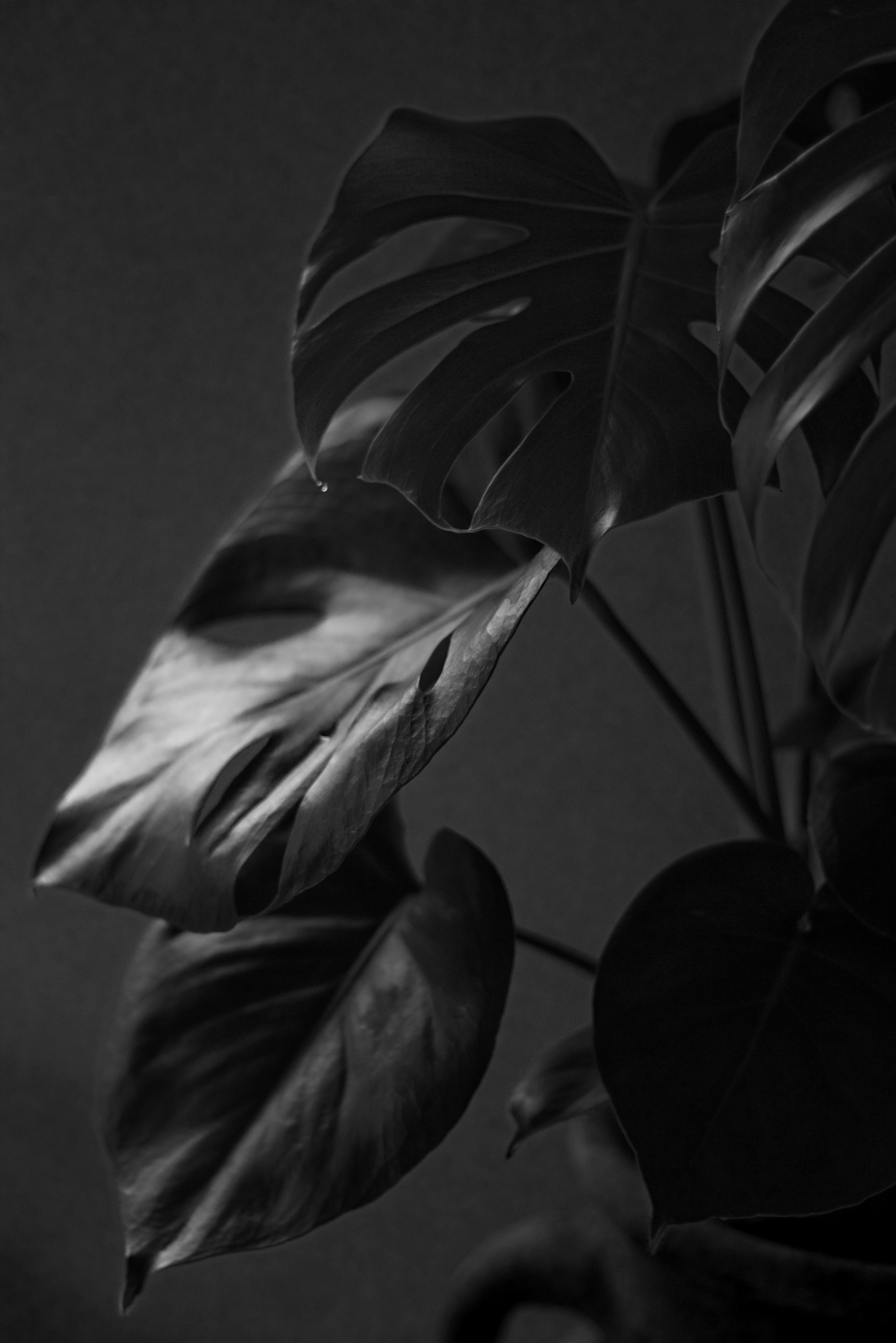 Hoa cỏ nổi bật rực rỡ trên phông nền tối