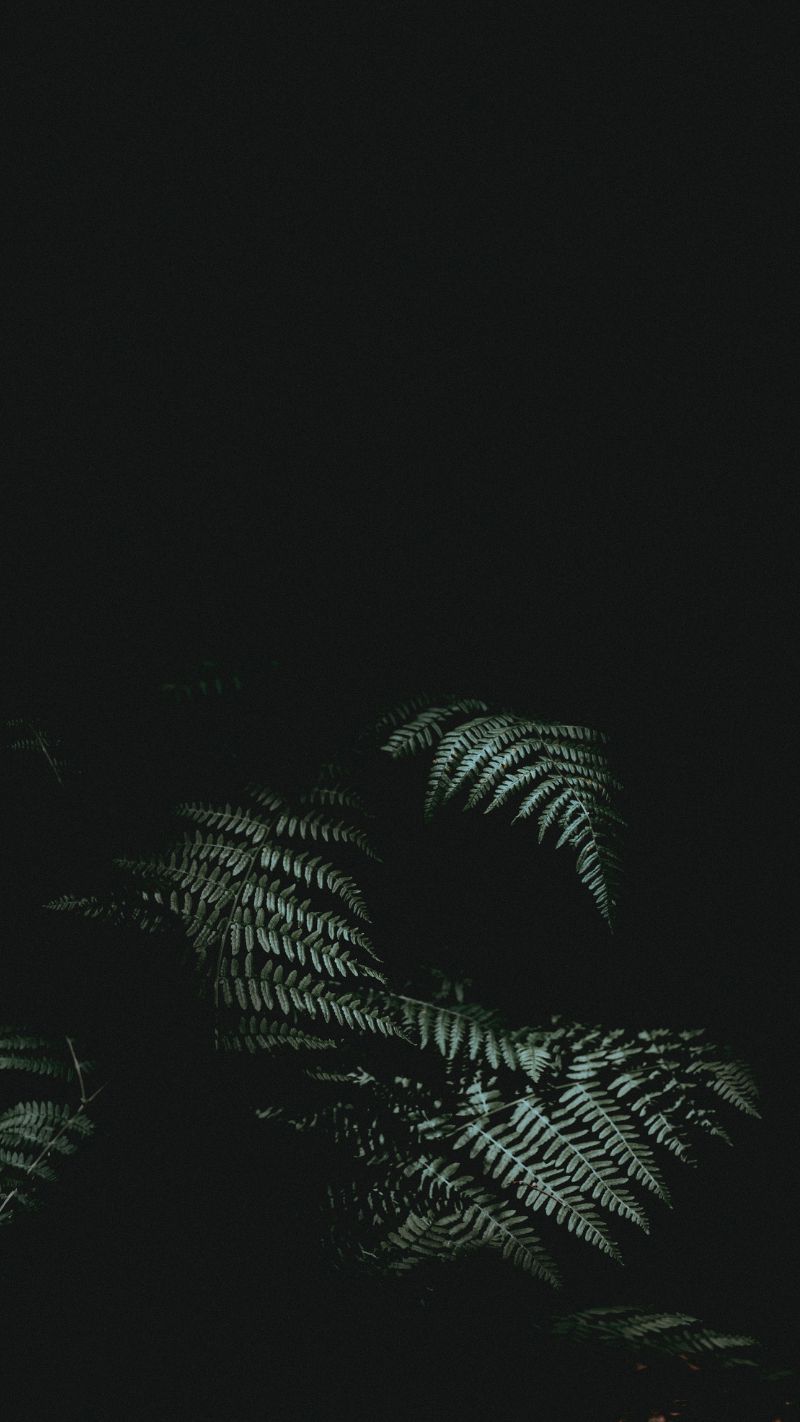 Hoa cỏ nổi bật rực rỡ trên phông nền tối