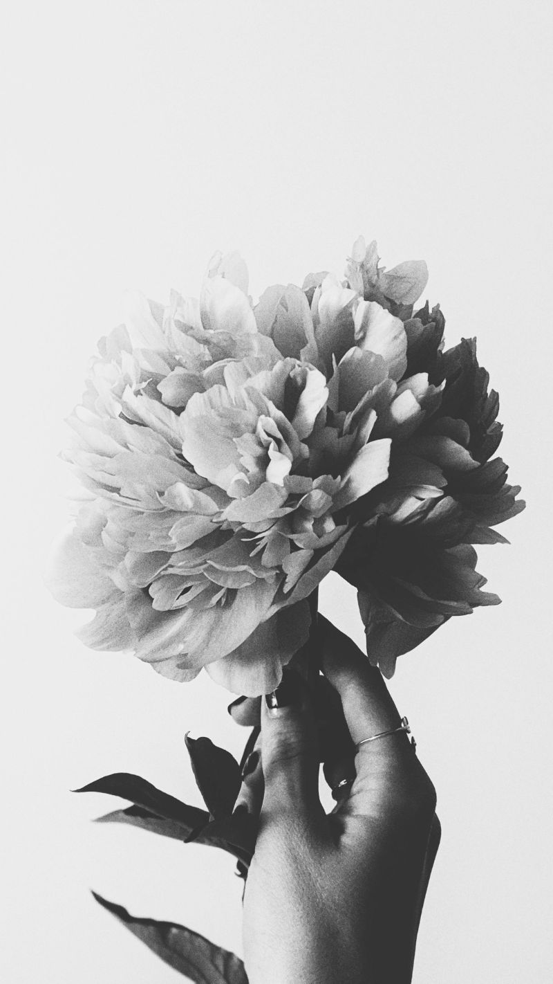 Hoa cỏ nổi bật rực rỡ trên phông nền tối