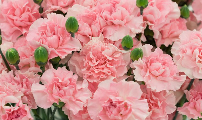 Hoa cẩm chướng tượng trưng cho lòng kính trọng, sự yêu thương