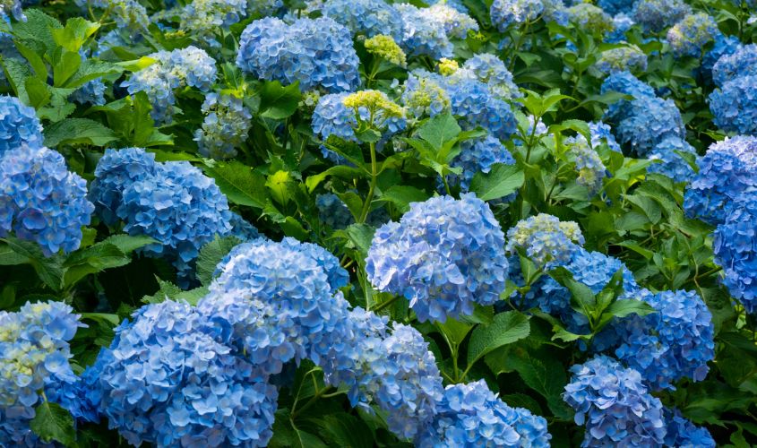 Cẩm tú cầu tượng trưng cho lòng biết ơn, sự chân thành và viên mãn