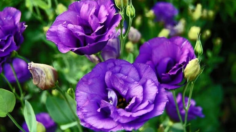 Hoa cát tường có màu sắc nhẹ nhàng như trắng, hồng, tím