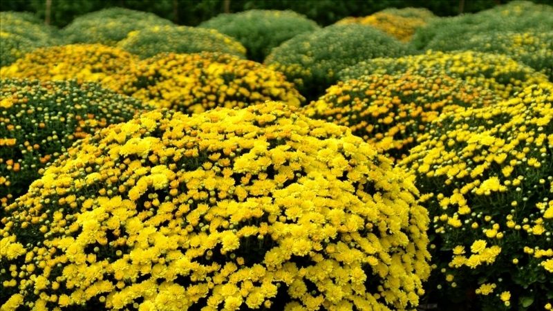 hoa cúc mâm xôi ngày Tết mang ý nghĩa cầu mong gia đình đủ đầy, con cháu sum vầy