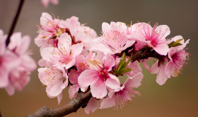 Hoa đào là biểu tượng không thể thiếu trong ngày Tết của người miền Bắc