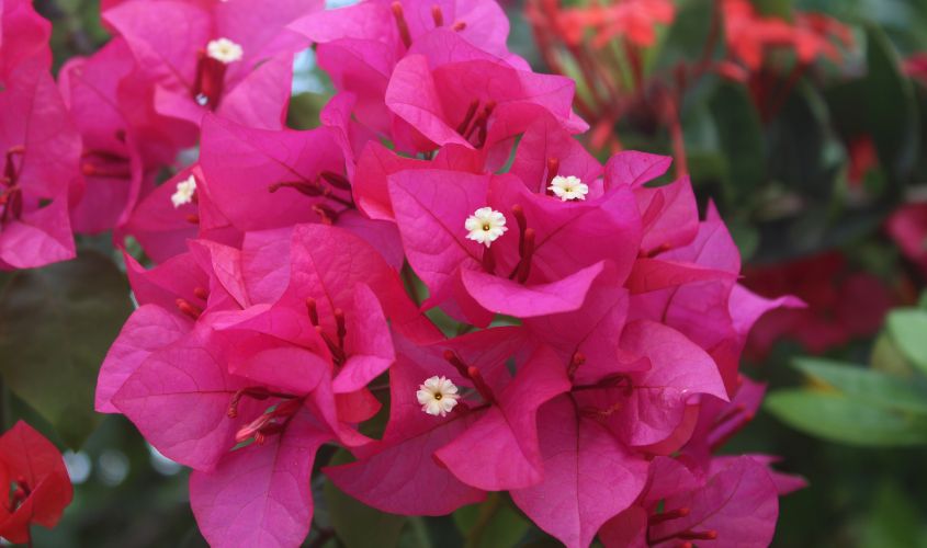 Hoa giấy tượng trưng cho sự giản dị, bền bỉ và hạnh phúc