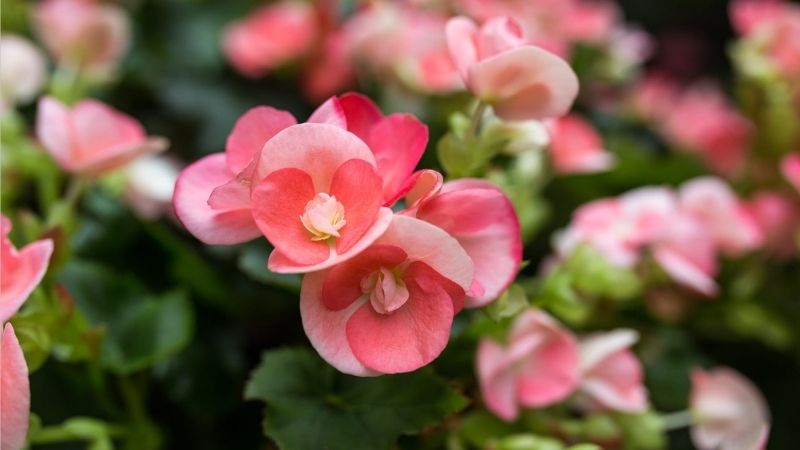 hoa hải đường tượng trưng cho phú quý, giàu sang và vinh hoa