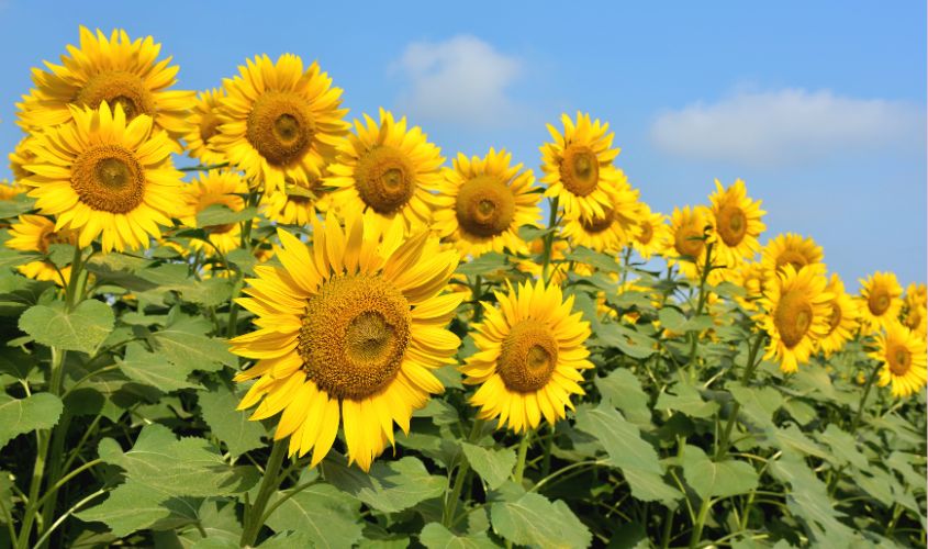 Hoa hướng dương tượng trưng cho niềm tin, hy vọng